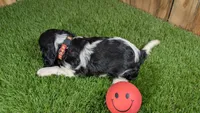 Bessie Girl 1, a male Cavalier King Charles Spaniel for sale in Halfway, MO – 3 of 5