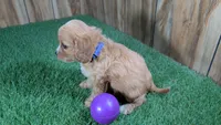 Lyla Girl 4, a female Cavapoo for sale in Halfway, MO – 4 of 5