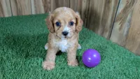 Lyla Girl 4, a female Cavapoo for sale in Halfway, MO – 3 of 5
