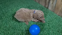 Baby Lisa, a male Poodle - Miniature  for sale in Halfway, MO – 5 of 5