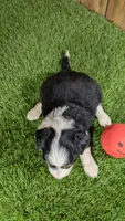 Sunset Girl 3, a female Miniature Aussiedoodle for sale in Halfway, MO – 2 of 4