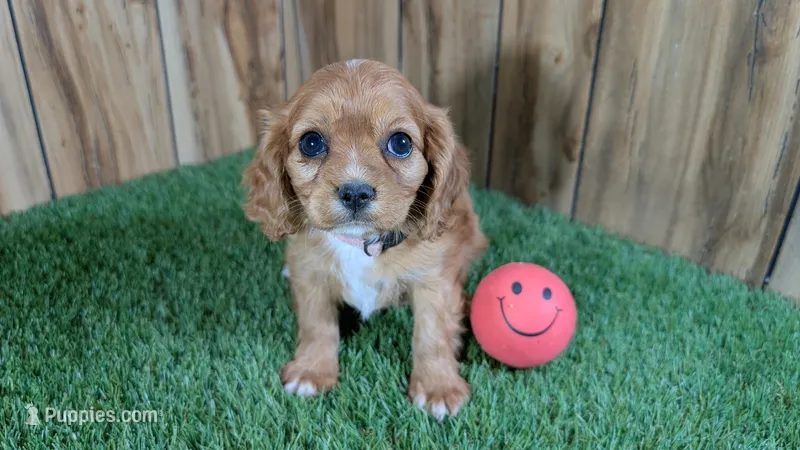 Diamond Girl 1 – Cavalier King Charles Spaniel puppy for sale in Halfway, MO