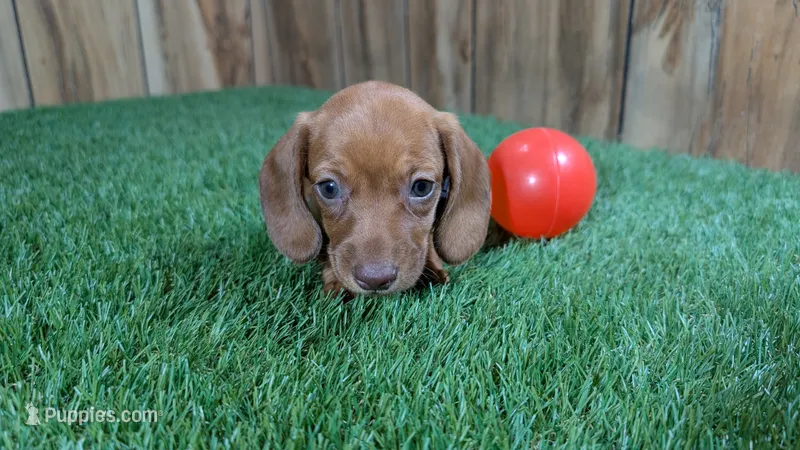 Tilly Girl 1 – Miniature Dachshund puppy on hold in Halfway, MO