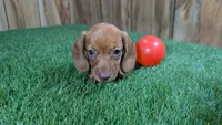 Tilly Girl 1, a female Miniature Dachshund for sale in Halfway, MO – 1 of 4