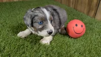Sunset Girl 1, a female Miniature Aussiedoodle for sale in Halfway, MO – 4 of 4
