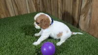 Carmella Girl 2, a female Cavalier King Charles Spaniel for sale in Halfway, MO – 3 of 4