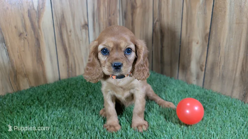 Diamond Girl 2 – Cavalier King Charles Spaniel puppy for sale in Halfway, MO