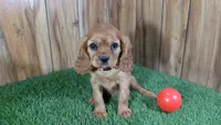 Diamond Girl 2, a female Cavalier King Charles Spaniel for sale in Halfway, MO – 1 of 4