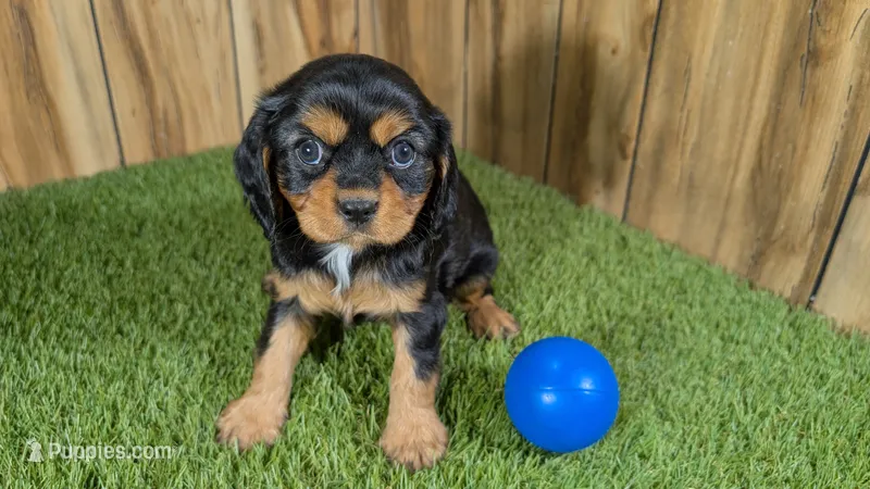 Donut Boy 1 – Cavalier King Charles Spaniel puppy for sale in Halfway, MO