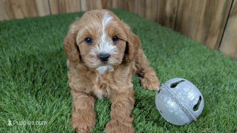 Sky Boy 1 – Cavapoo puppy for sale in Halfway, MO