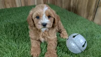 Sky Boy 1, a male Cavapoo for sale in Halfway, MO – 1 of 4