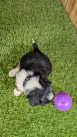 Sunset Girl 4, a female Miniature Aussiedoodle for sale in Halfway, MO – 4 of 5