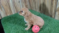 Diamond Girl 1, a female Cavalier King Charles Spaniel for sale in Halfway, MO – 4 of 5