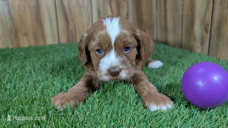 Lizzy Girl 2 – Cavapoo puppy on hold in Halfway, MO