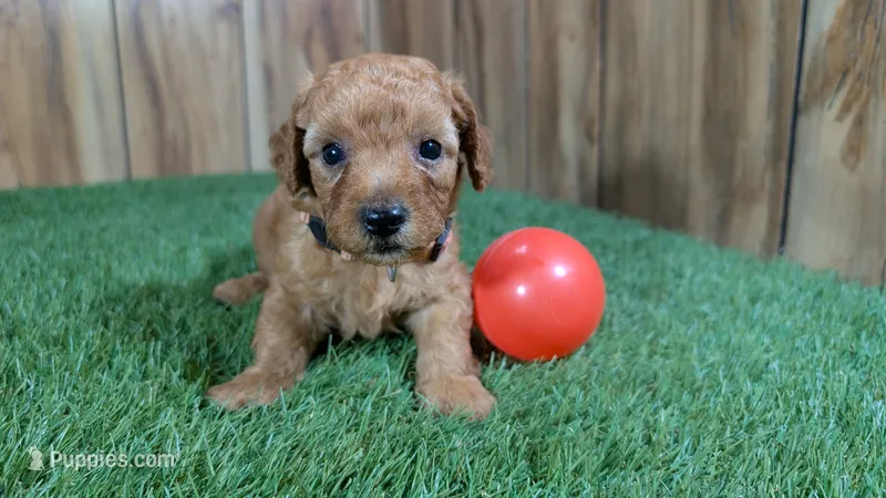 Honeycomb Boy 3 – Poodle - Miniature  puppy for sale in Halfway, MO
