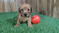 Honeycomb Boy 3, a male Poodle - Miniature  for sale in Halfway, MO – 1 of 4