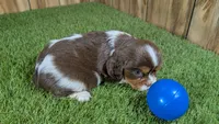 Hannah Boy 2, a male Cavalier King Charles Spaniel for sale in Halfway, MO – 6 of 6