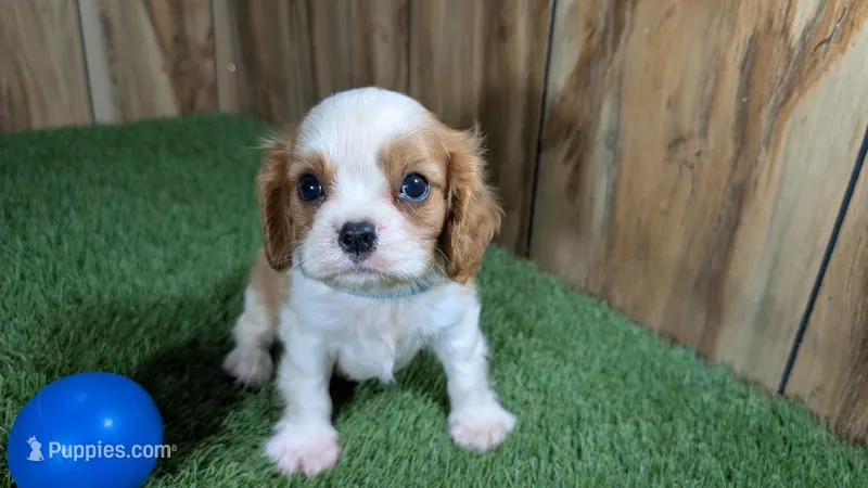 Beth Boy 1 – Cavalier King Charles Spaniel puppy for sale in Halfway, MO