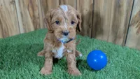 Mabeline Boy 1, a male Cavapoo for sale in Halfway, MO – Photo 1 of 4