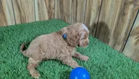 Mabeline Boy 1, a male Cavapoo for sale in Halfway, MO – Photo 3 of 4