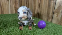 Pansy Girl 2, a female Miniature Dachshund for sale in Halfway, MO – 3 of 6