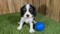 Missy Boy 3, a male Cavalier King Charles Spaniel for sale in Halfway, MO – 1 of 5