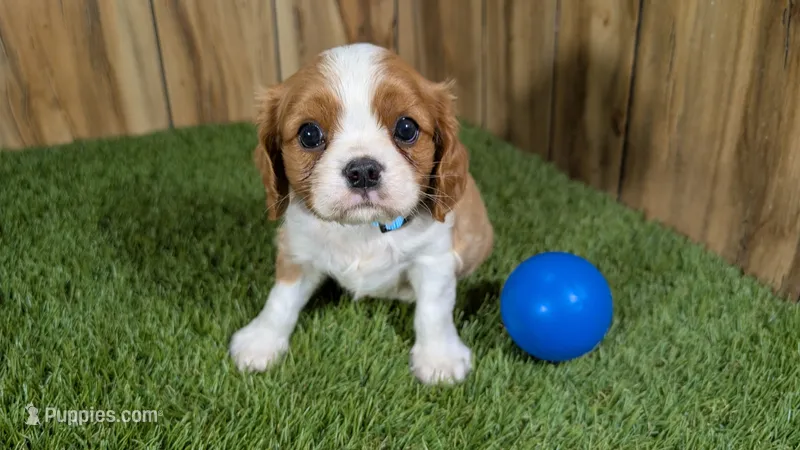 Missy Boy 2 – Cavalier King Charles Spaniel puppy for sale in Halfway, MO