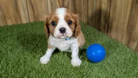 Missy Boy 2, a male Cavalier King Charles Spaniel for sale in Halfway, MO – 1 of 5