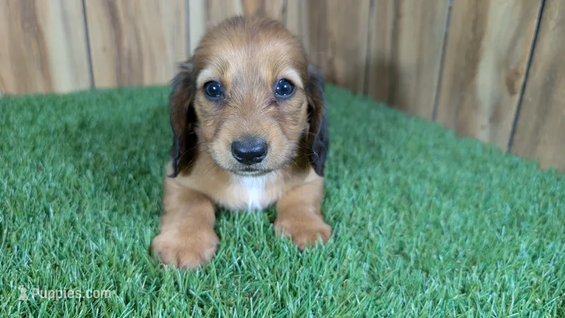 Mylie Girl 1 – Miniature Dachshund puppy for sale in Halfway, MO