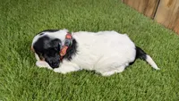 Boots Girl 1, a female Cavalier King Charles Spaniel for sale in Halfway, MO – 5 of 5