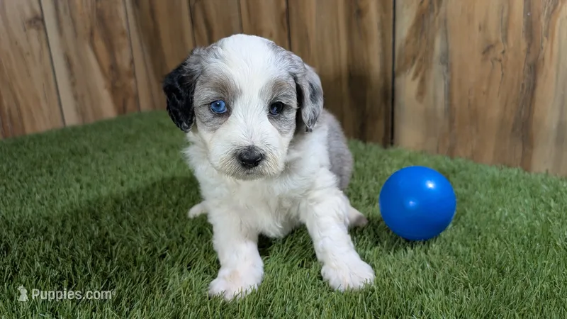Sunset Boy 1 – Miniature Aussiedoodle puppy for sale in Halfway, MO