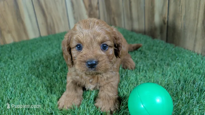Harlow Boy 1 – Cavapoo puppy for sale in Halfway, MO