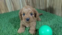 Harlow Boy 1, a male Cavapoo for sale in Halfway, MO – 1 of 5