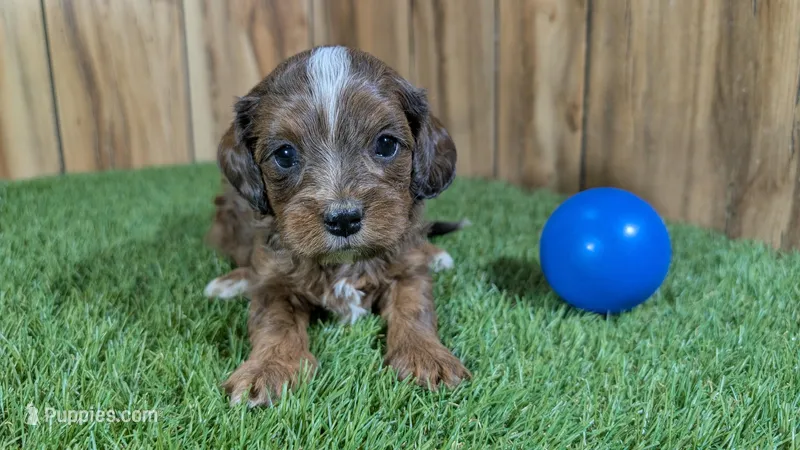 Mabel Boy 2 – Cavapoo puppy for sale in Halfway, MO