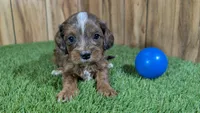 Mabel Boy 2, a male Cavapoo for sale in Halfway, MO – Photo 1 of 5