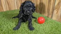 Honey Girl 6, a female Cavapoo for sale in Halfway, MO – 2 of 4