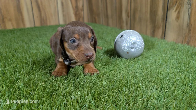 Tilly Boy 2 – Miniature Dachshund puppy for sale in Halfway, MO