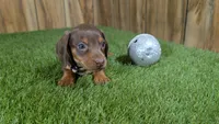Tilly Boy 2, a male Miniature Dachshund for sale in Halfway, MO – 1 of 5