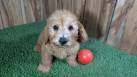 Honeycomb Boy 3, a male Poodle - Miniature  for sale in Halfway, MO – 1 of 4