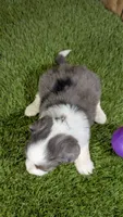Sunset Girl 2, a female Miniature Aussiedoodle for sale in Halfway, MO – 2 of 4
