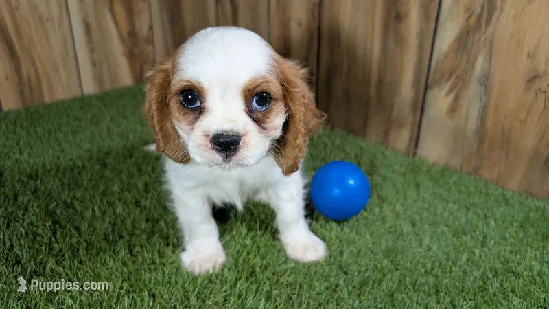 Carmella Boy 1 – Cavalier King Charles Spaniel puppy for sale in Halfway, MO