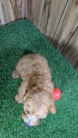 Honeycomb Boy 3, a male Poodle - Miniature  for sale in Halfway, MO – 4 of 4