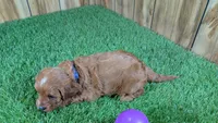 Sadie Girl 1, a female Cavapoo for sale in Halfway, MO – 4 of 5