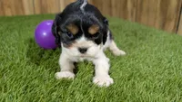 Boots Girl 2, a female Cavalier King Charles Spaniel for sale in Halfway, MO – 2 of 5
