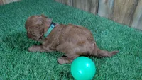 Sadie Boy 2, a male Cavapoo for sale in Halfway, MO – 5 of 5