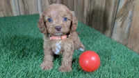Lyla Girl 2, a female Cavapoo for sale in Halfway, MO – 2 of 5