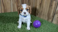 Carmella Girl 2, a female Cavalier King Charles Spaniel for sale in Halfway, MO – 2 of 4