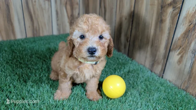 Honeycomb Boy 2 – Poodle - Miniature  puppy for sale in Halfway, MO