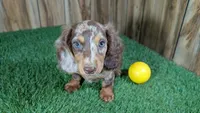 Sweetie Boy 3 AKC, a male Miniature Dachshund for sale in Halfway, MO – 2 of 6