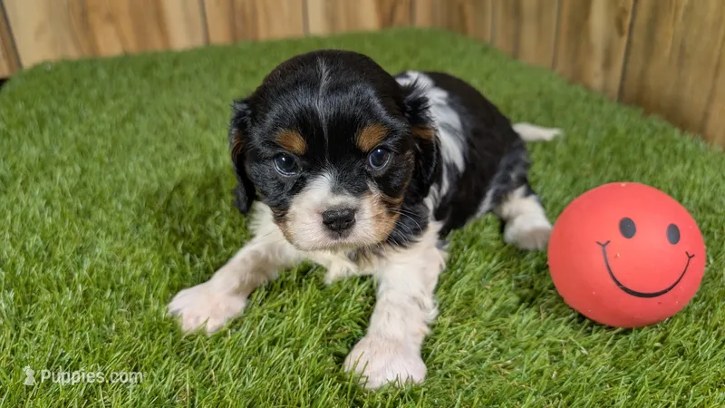 Bessie Girl 1 – Cavalier King Charles Spaniel puppy for sale in Halfway, MO